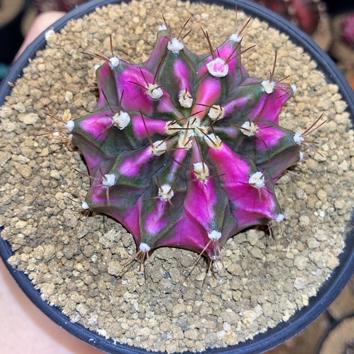 大粉钻 米哈仙人球