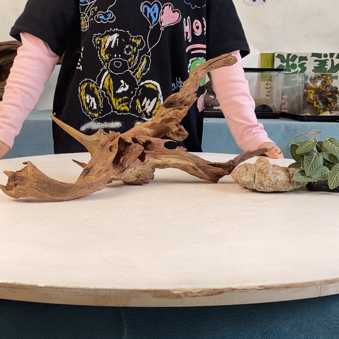 沉木造景寄居蟹造景