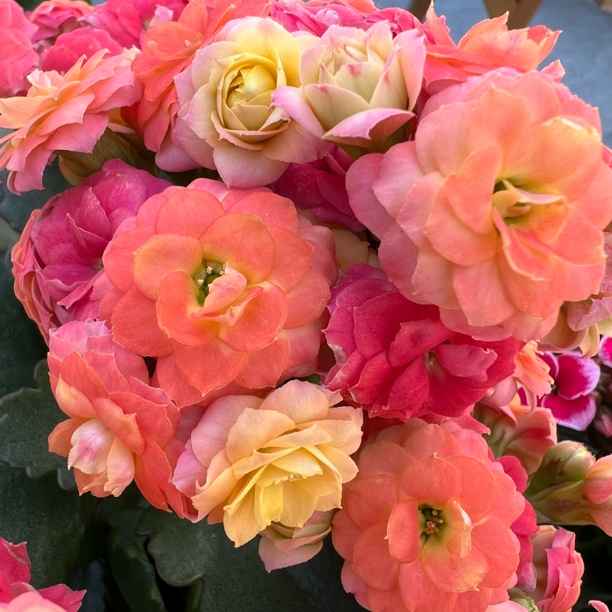 长寿花园～【毛绒二代】120盆 颜色变色大花品种打顶