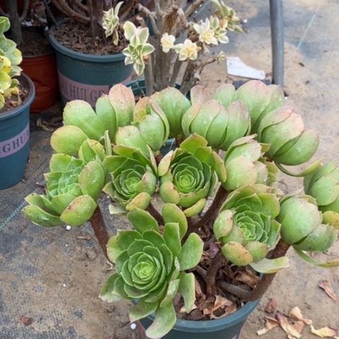 万圣夜多肉植物91号