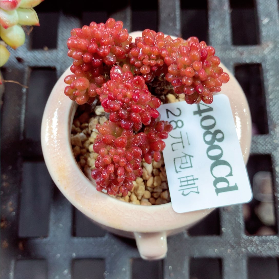 5厘米盆精控多肉4080