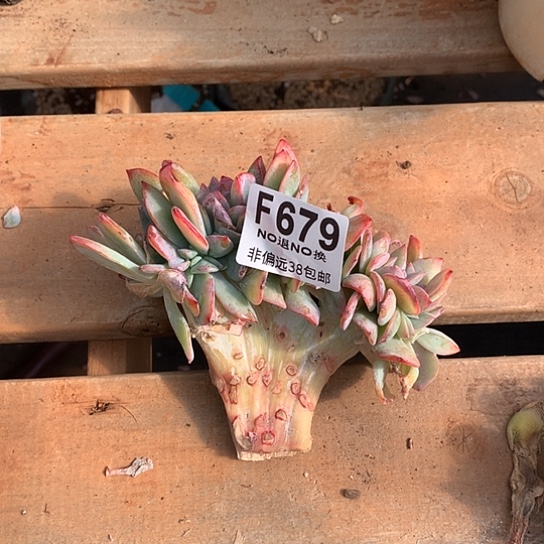 血凤缀化679 亏本处理不退不换7-8天发货