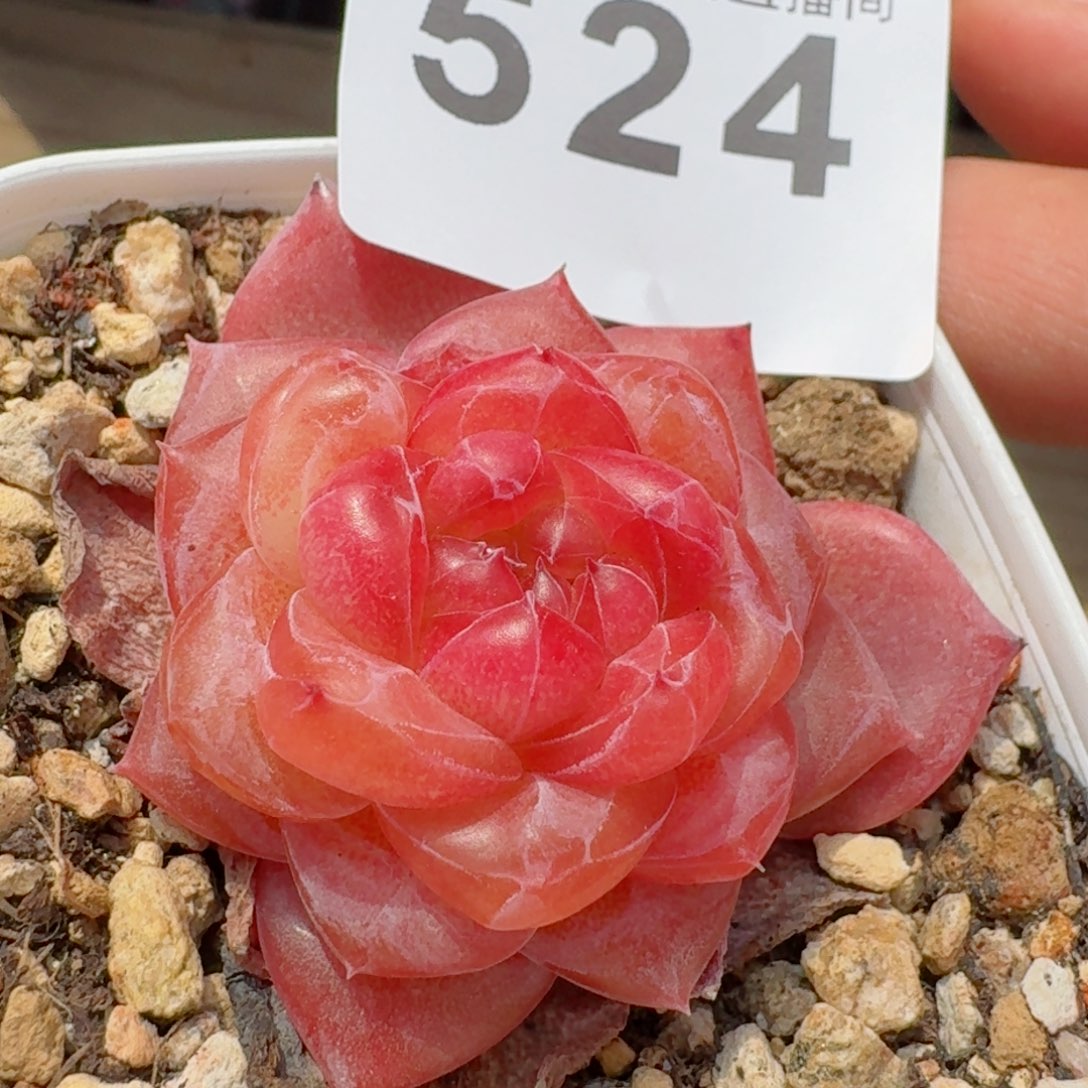 开播福利捡漏       多肉植物