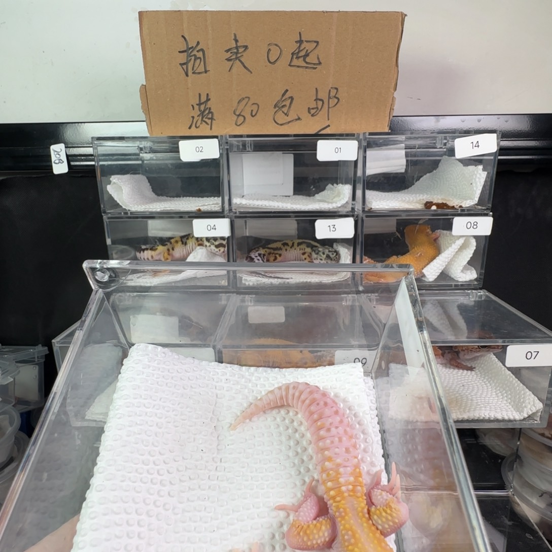 豹纹守宫白黄红眼暴龙妹妹