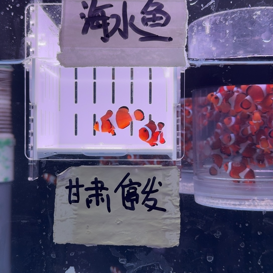 海水鱼4+精品黑边公子一对