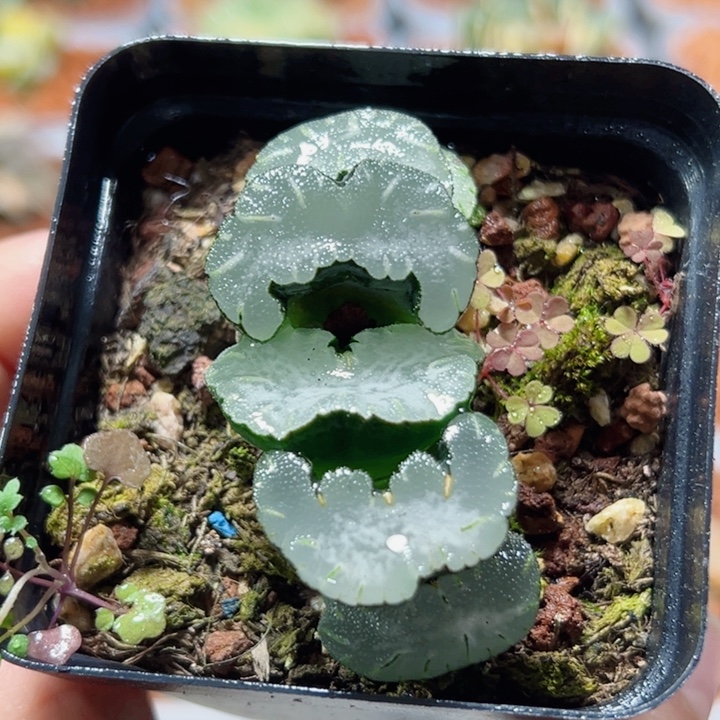 十二卷多肉白熊玉扇