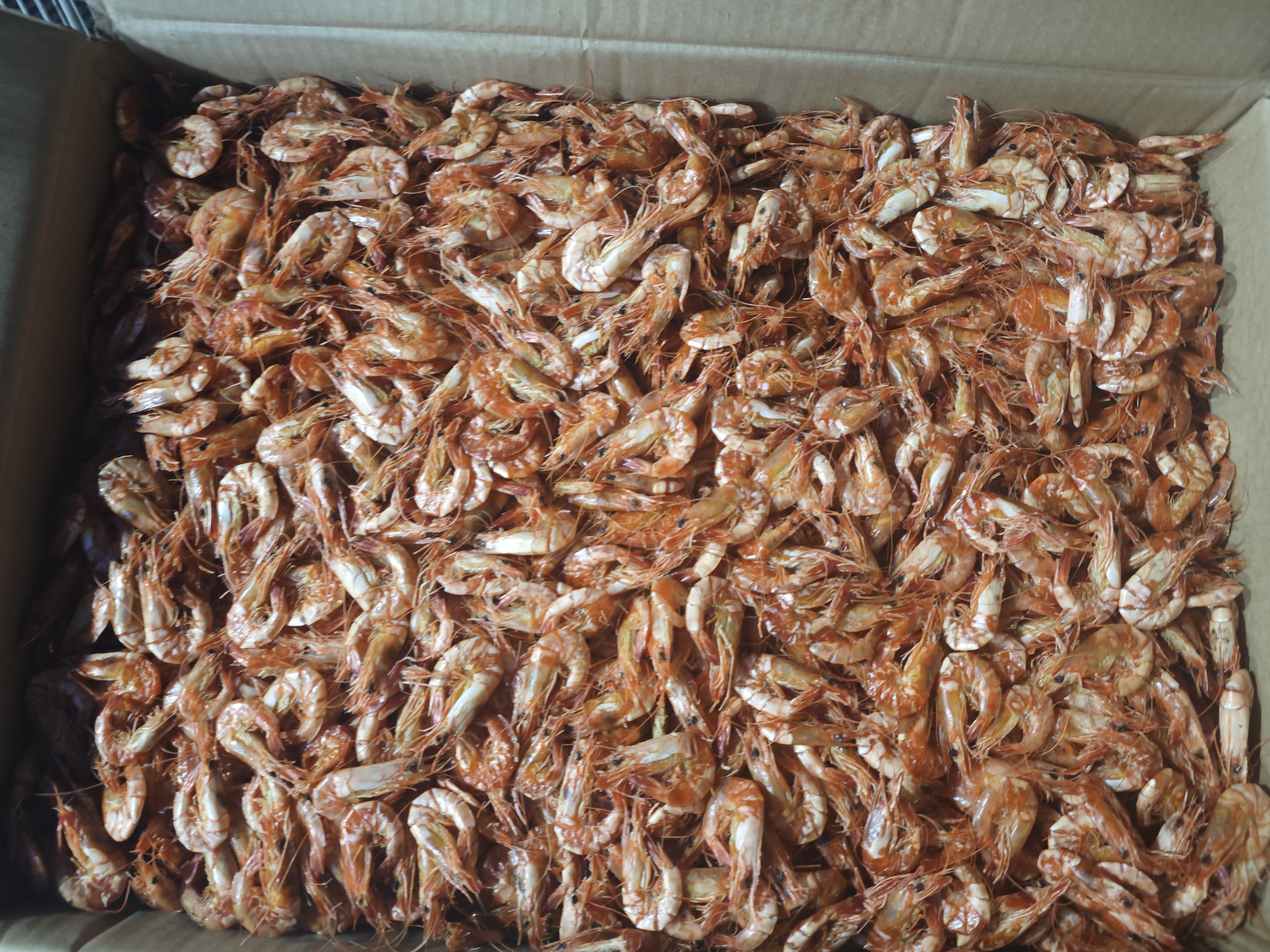 陆丰甲子特产小九节虾