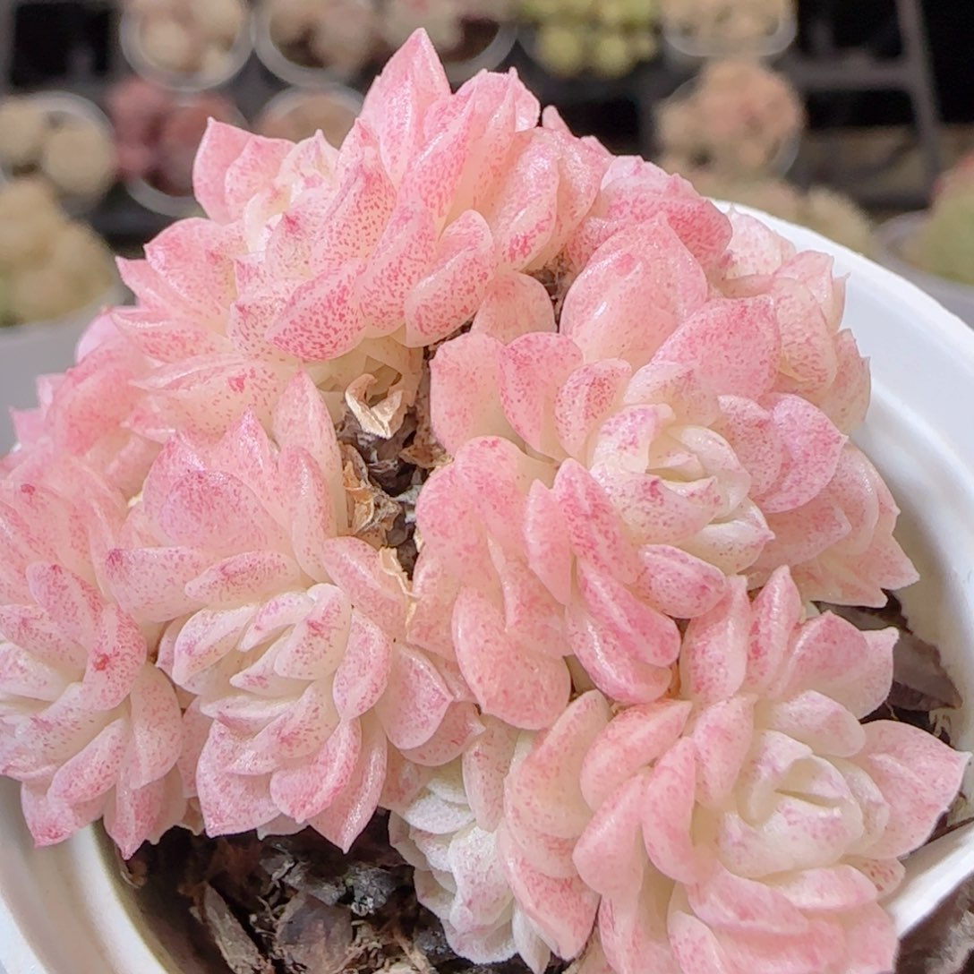 花语多肉1229-216散