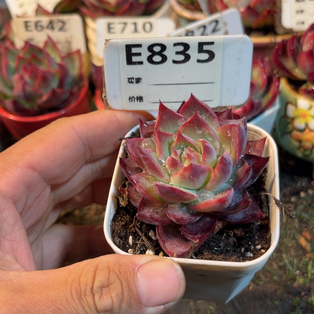 惊鸿一瞥835号多肉