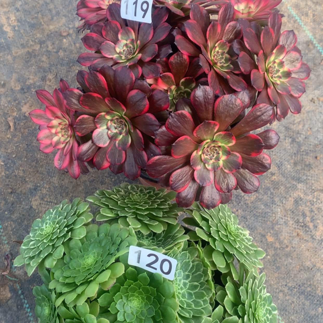 【闪购商品】119.120翡翠兵，烟花