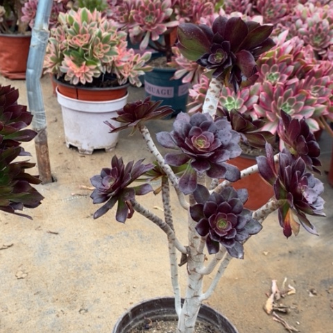 黑豆多肉植物028