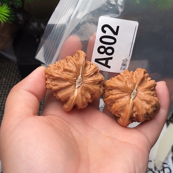 把件桃核核桃白狮子44