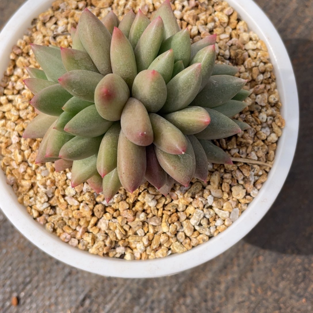 我***我姐姐说要不就是个好