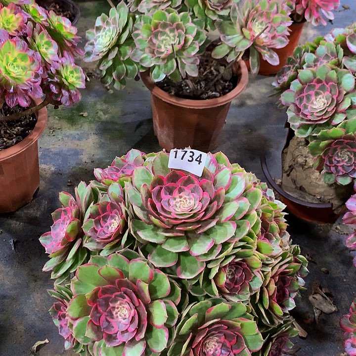 玮*宝多肉粉花妖1734