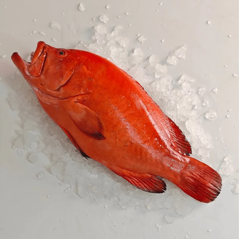 冷冻瓜子斑肉质肥美