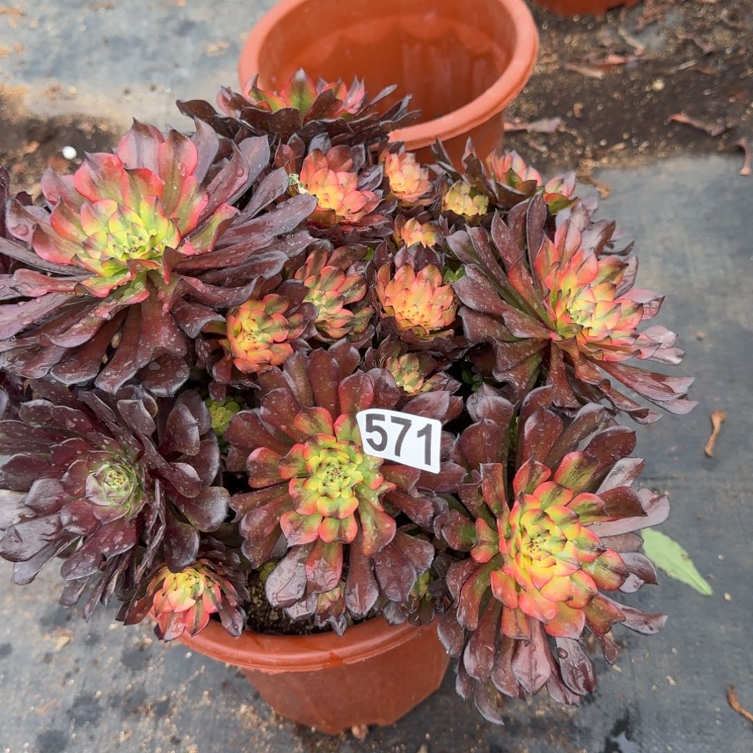 571多肉植物油画少女