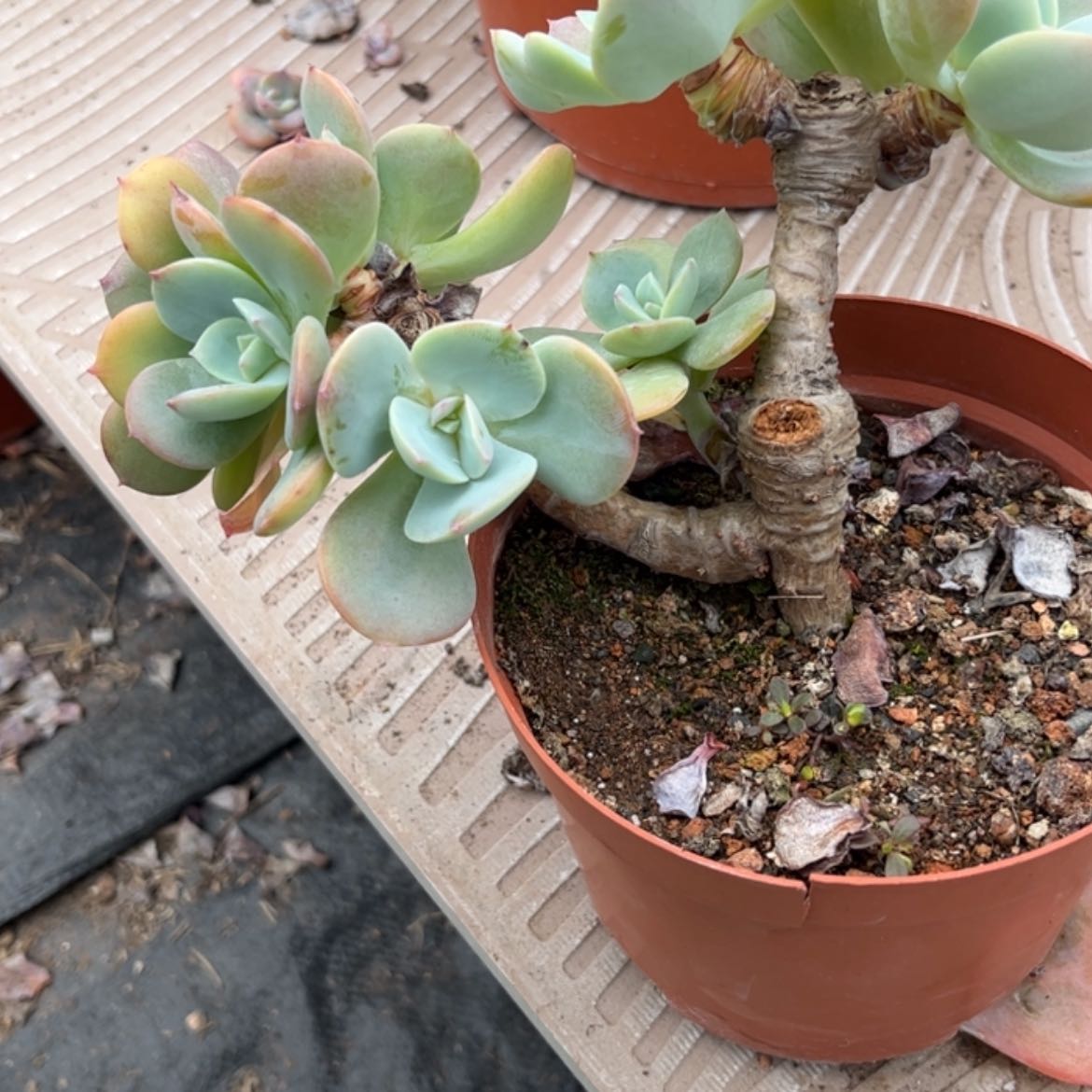 【闪购商品】无花朵一**情