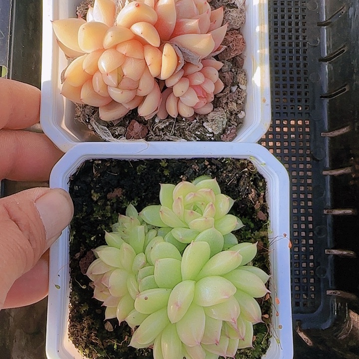 花时光精品多肉08