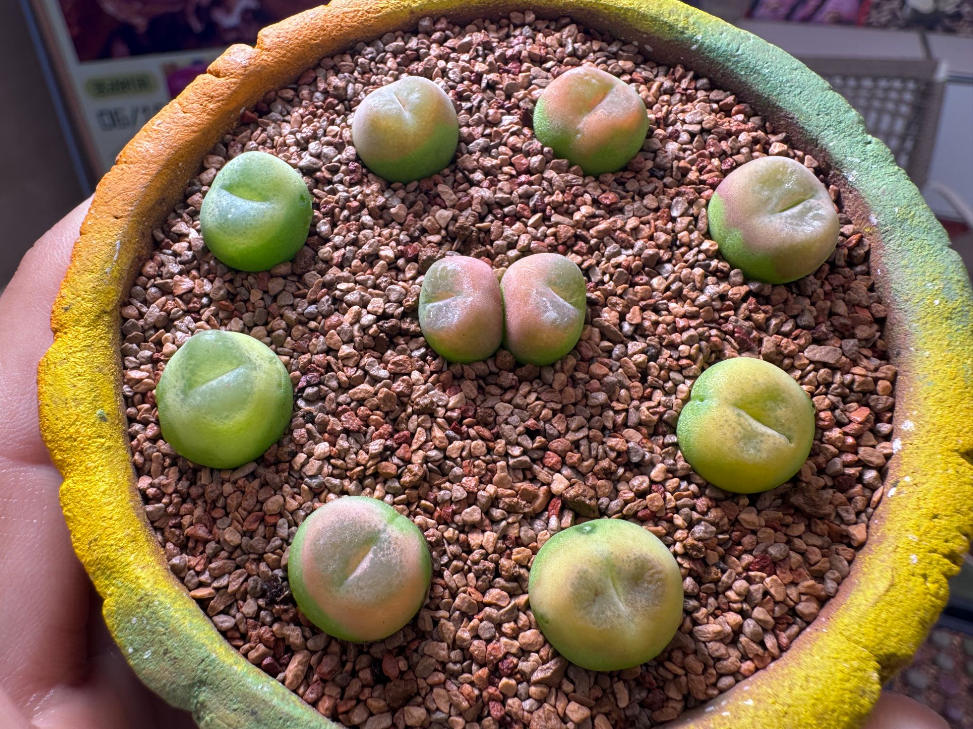 201疯狂的多肉石头·O泡一颗