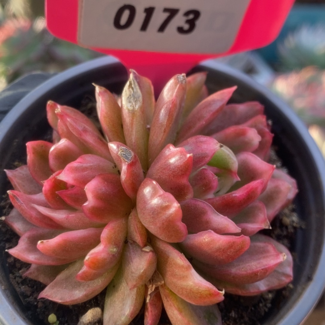 春*173红舞东云锦换货补差价