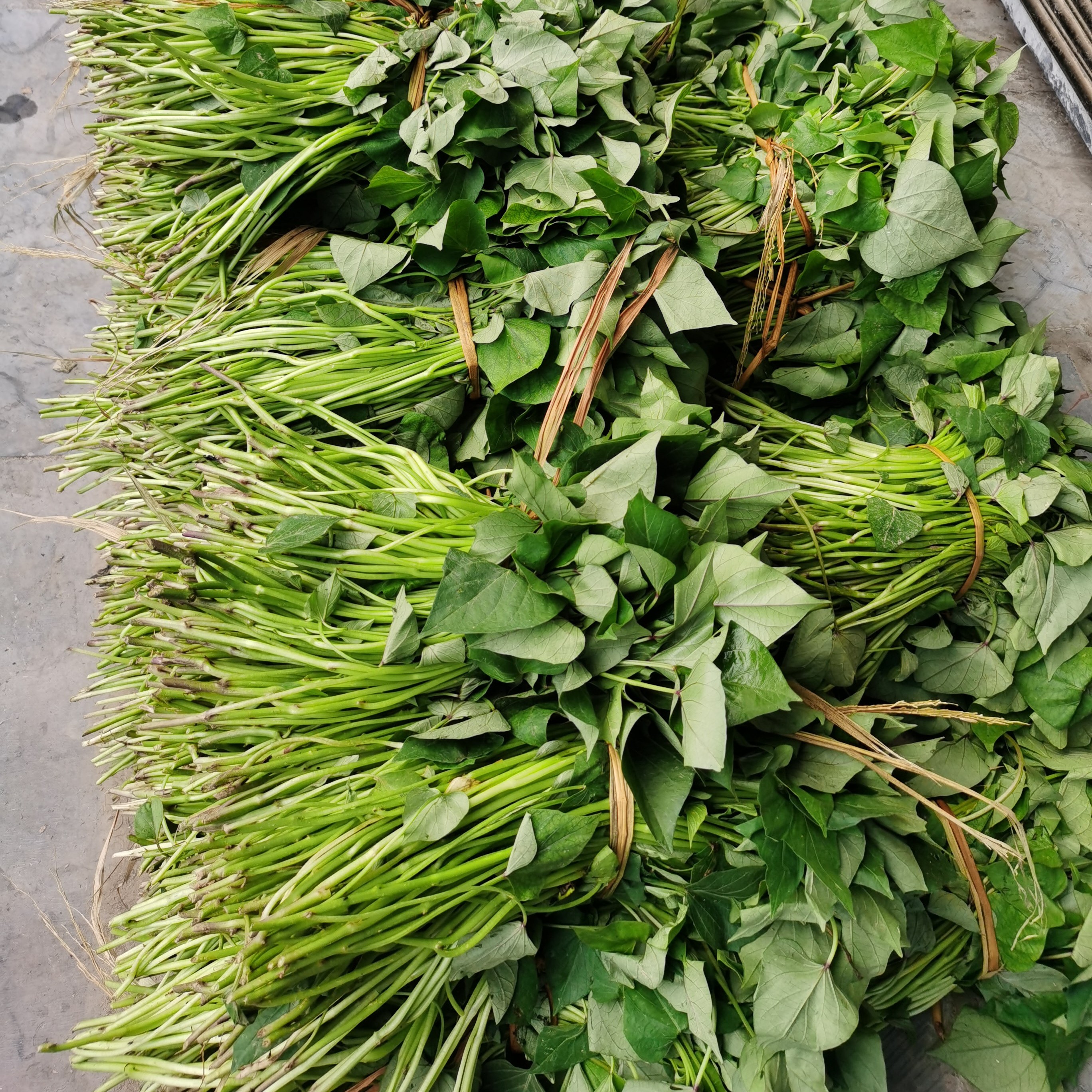 红薯地瓜苗新鲜现摘黄皮黄心兔耳薯蜜薯苗