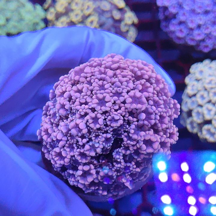 智海珊瑚不退换不包邮