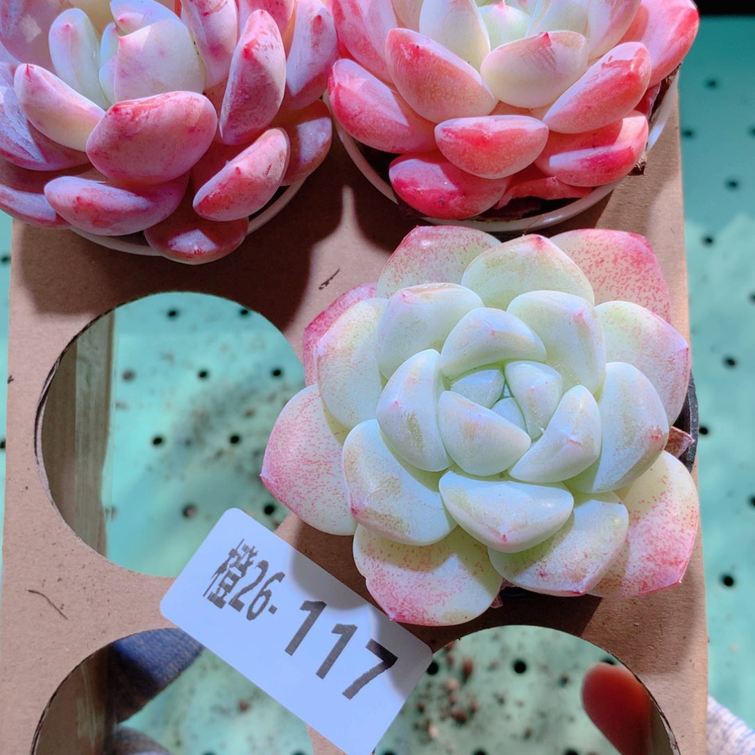 26-117一物一拍多肉带盆3颗