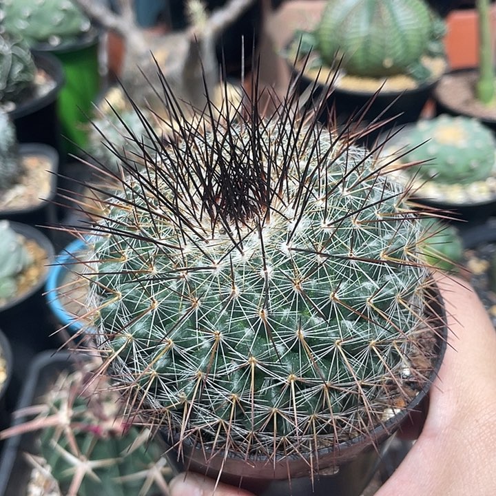 实生琳达仙人球一颗