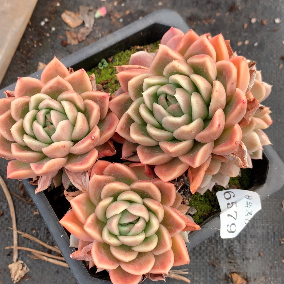 6579不包整散掉头不售后