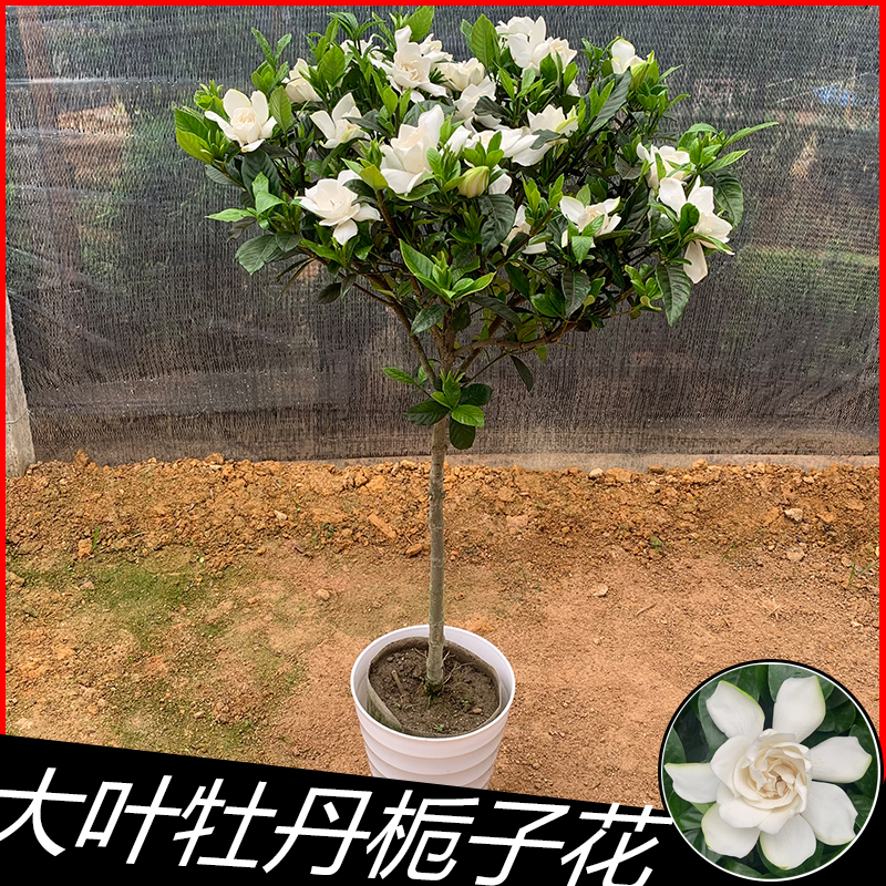 小陈--大叶牡丹棒棒糖栀子花480无花苞夏季浓香型庭院大颗盆栽