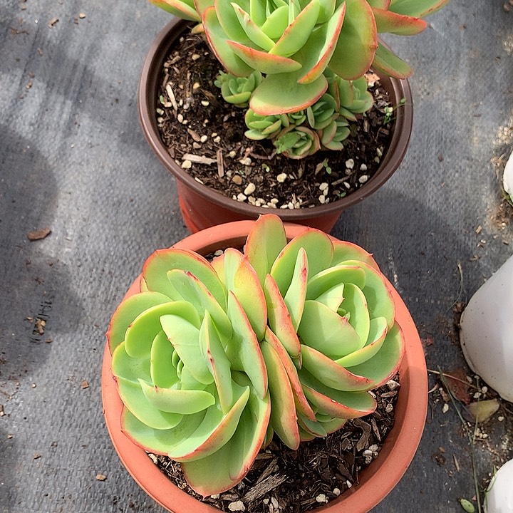 无花朵桔**柚多肉植物25555445
