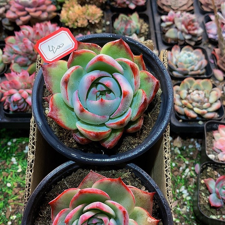 A400惊鸿仙子多肉