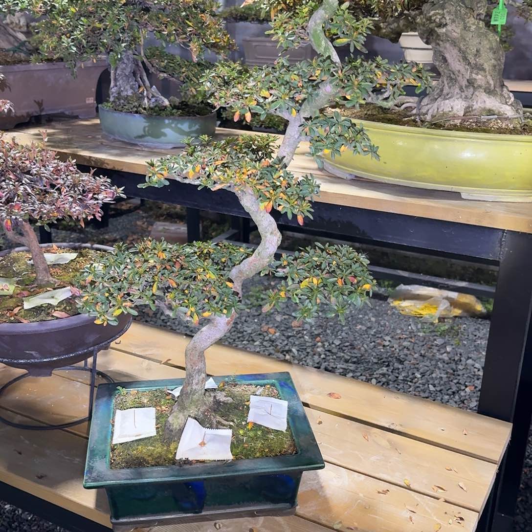 完全开放1200不包邮