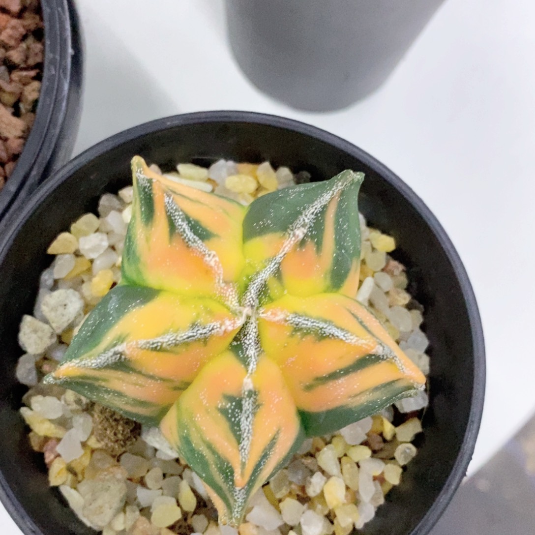 红****仙人球实生鸾凤玉