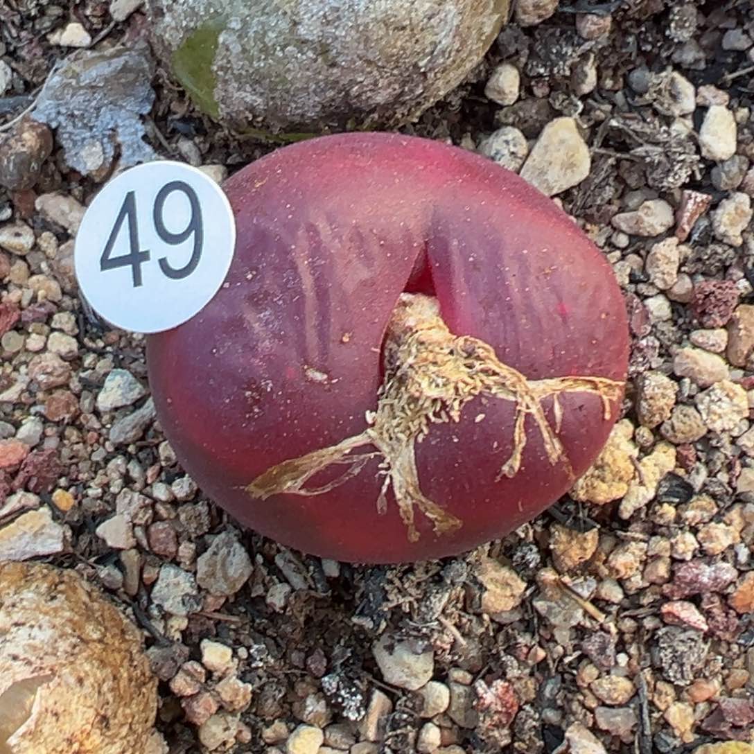 多肉植物111111111111111