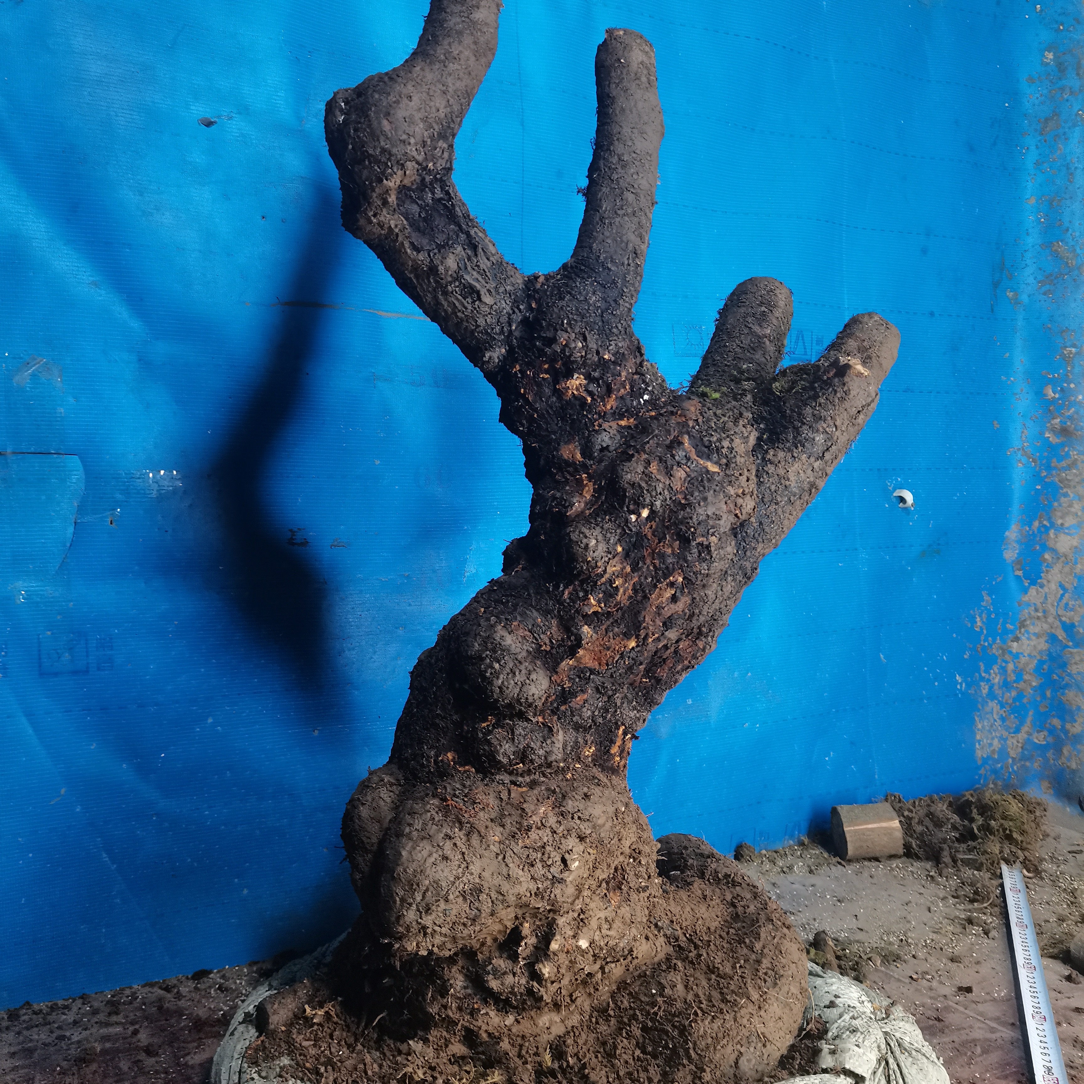 各种盆景素材，生桩老桩直播间一物一拍。