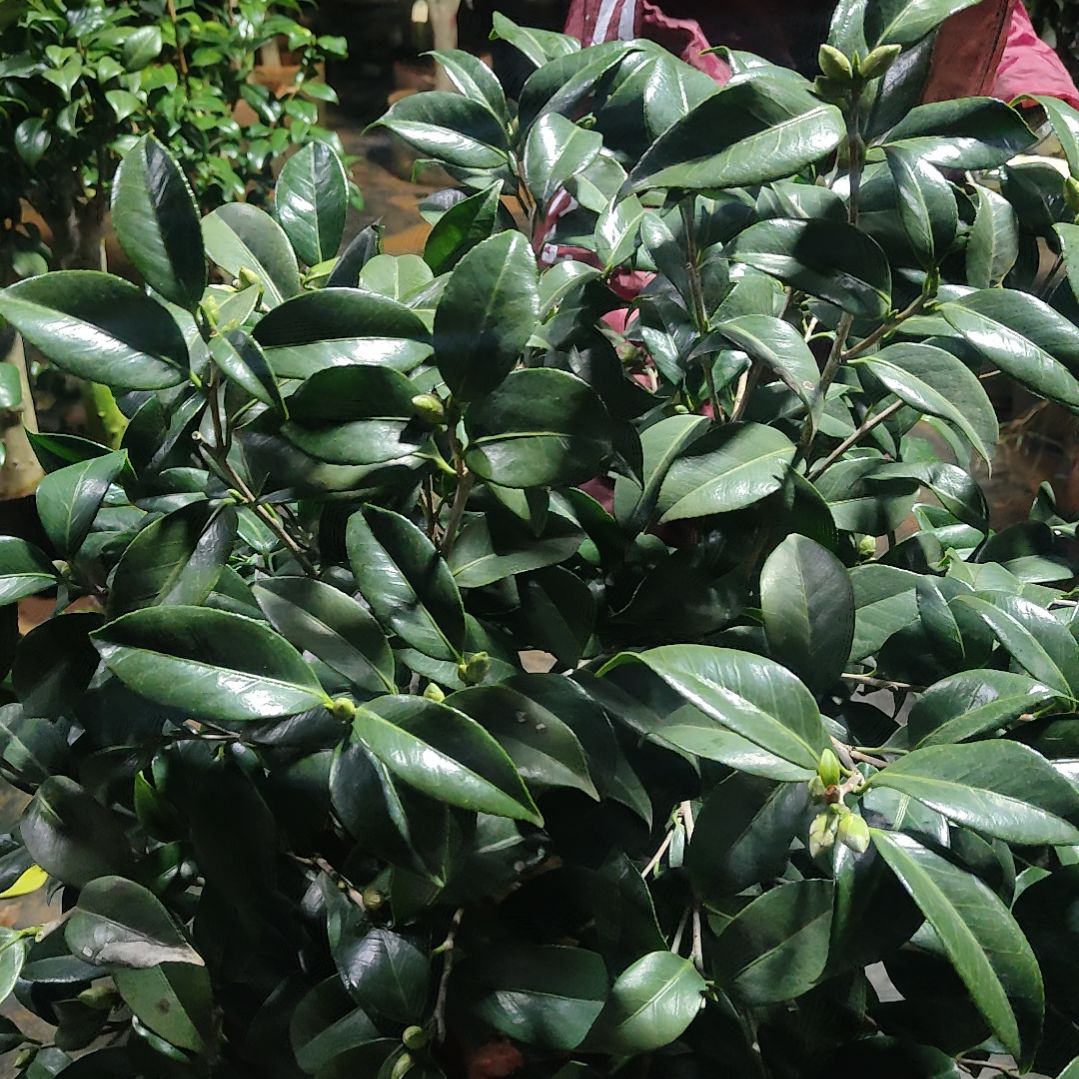 全部花苞三色玲珑不包邮