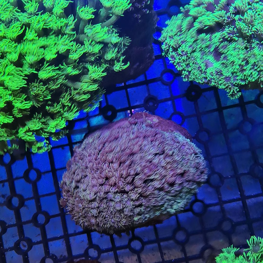 草皮珊瑚宝石花一个