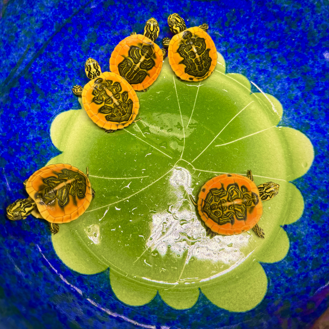 纯种稀有可鱼缸混养的超新星同窝火焰龟观赏宠物小乌龟