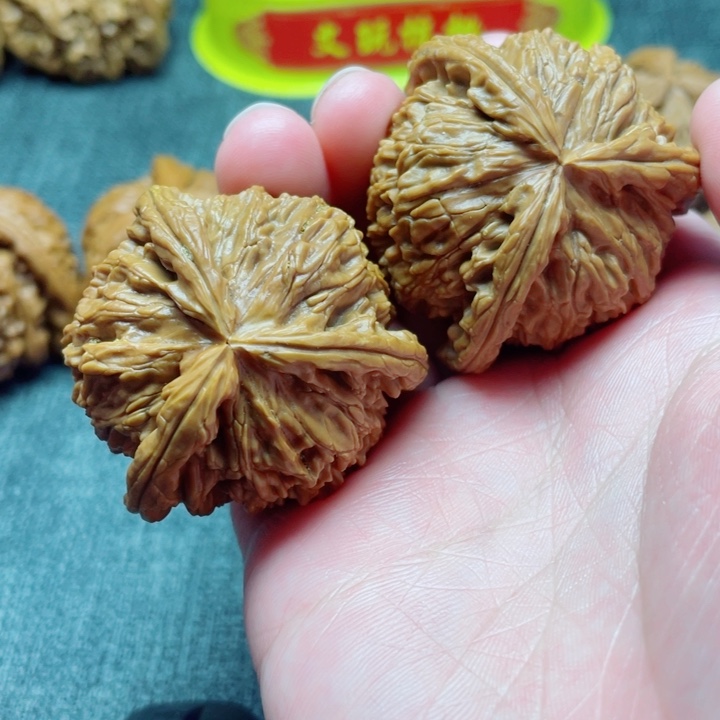 文*手工三棱白狮子三棱