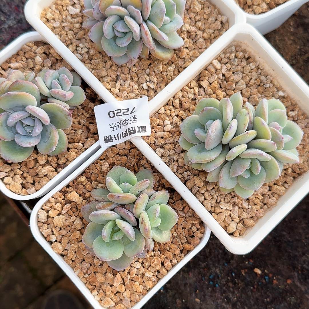 森****?多肉植物奶茶四颗7220