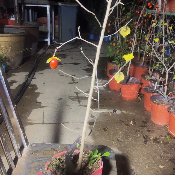 鱼***哥无花朵哈哈哈哈哈哈