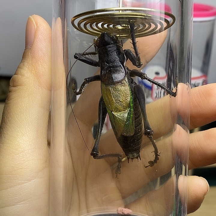 蟋蟀55-155单蝈蝈鸿歌