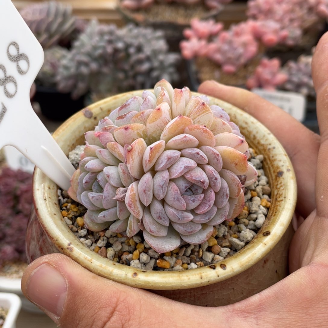 288雪颜不带盆7厘米