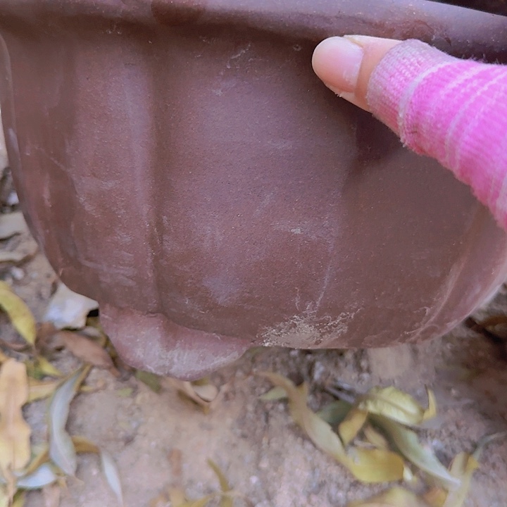 紫砂30紫色圆莲花花花盆