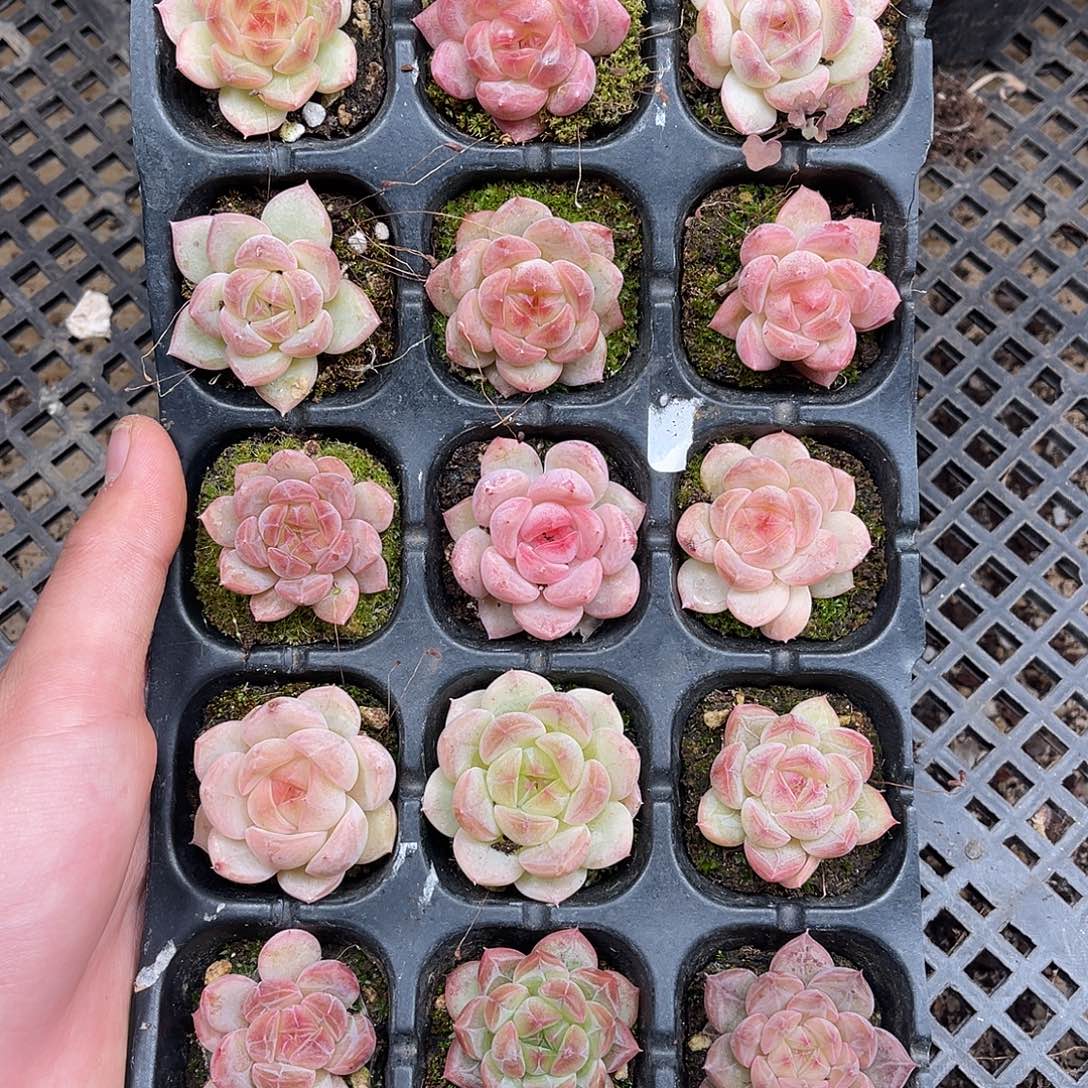 多肉一物一拍9-154