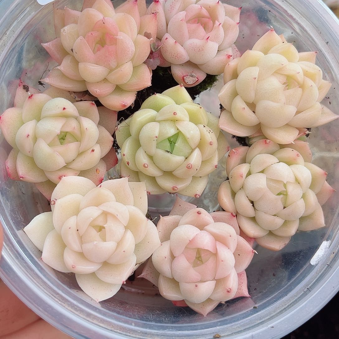 1-291 新疆西藏内蒙不发12.8包邮2-3公分多肉