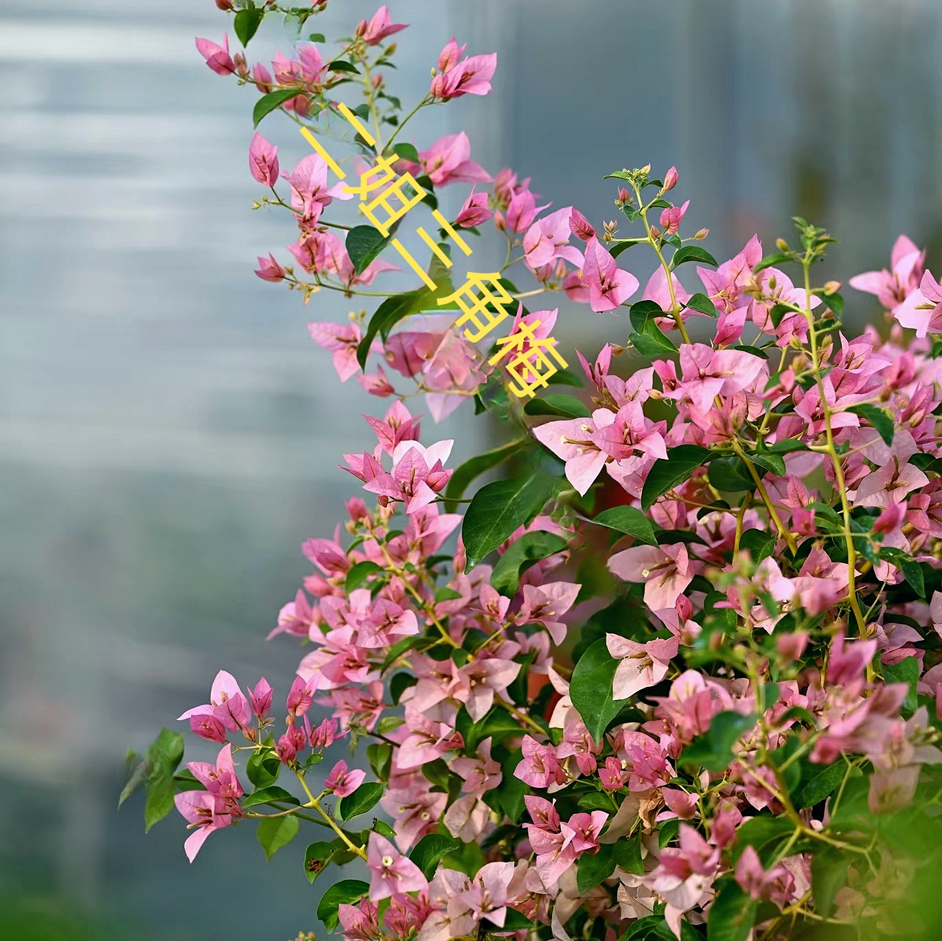 【丝绸】暗斑叶，勤花丰花，粉嫩嫩，精致高级，枝条柔软飘逸！