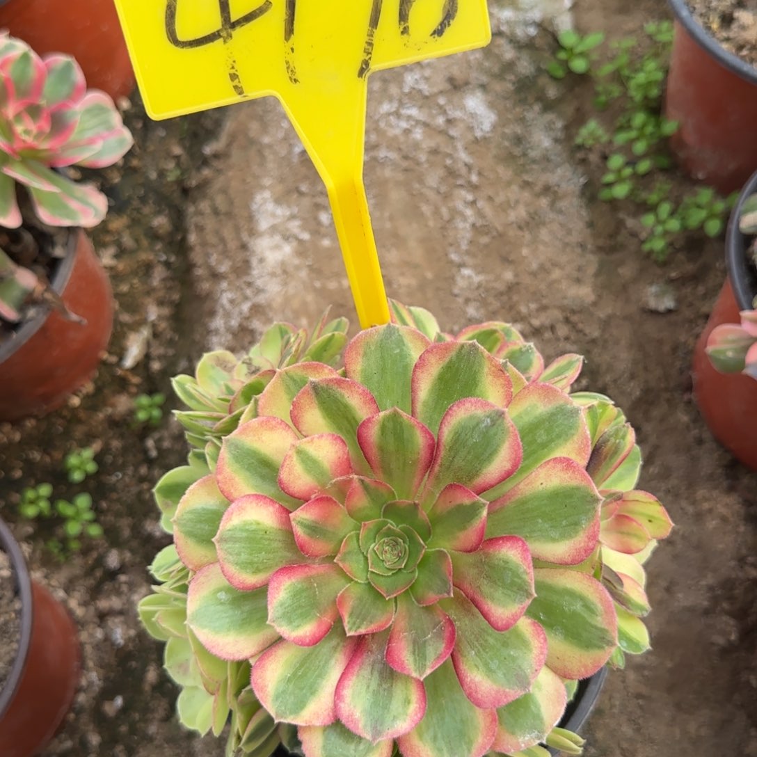 4178---雨荷多头多肉