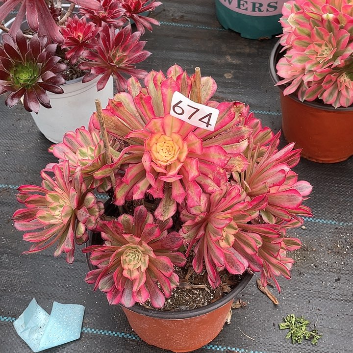 红铜白674法师多肉